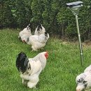 비안농장 이미지