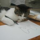 목욕하는고양이 이미지