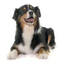 동행 애견 돌봄 센터 부산점 강아지 고양이 무료분양 | 대구강아지분양 일상에 스며든 특별한 친구
