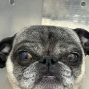 오복동물치과병원 | [오복동물치과] 초코퍼지의 치과 치료 후기