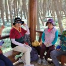 자연송림 이미지