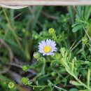 섬갯쑥부쟁이 Aster arenarius (Kitam.) Nemoto 이미지