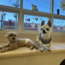 몽구네 애견유치원 이미지