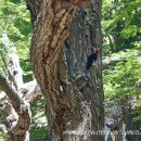 엘 시즌(EL SEASON) | 남미 여행: 파타고니아 - 아르헨티나 엘찰텐 El Chalten - 피츠로이 Fitz Roy 트레킹, 피츠로이 입장료