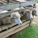 송암목장 이미지