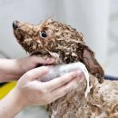 감초한방병원 | 아포퀠 부작용 걱정된다면 강아지 한방비누로 꾸준히 관리