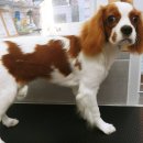 멍스바스 이미지