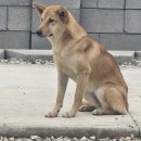 Will's Family Kennel 이미지