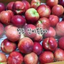 오봉리농장 | 산지 직송 청도 신비 복숭아 5kg 제철 시기 배달 가격 후숙 정보