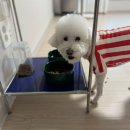 라비앙도그 | 강아지 저알러지 사료 추천(라비앙독 사료 후기)