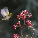 신체의 열매 이미지