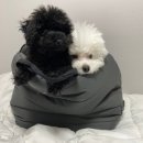 보호리카 이미지