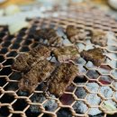 이부자생고기 이미지