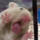 멕시칸양념치킨 이미지