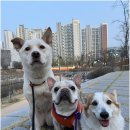 굿데이독 케어센터 | 안락함과 안전이 돋보이는 미사애견호텔 굿데이독 이야기