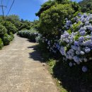 연화초등학교 | 아름다운 수국의 섬 통영 연화도 방문 후기