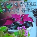 과산화수소수 활용 이미지