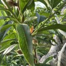 오봉농장 이미지