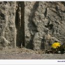 들꽃편지 이미지