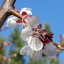 수성유원지(상화동산) 이미지