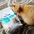 덴탈메트릭스 이미지