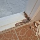 사세충열로 | 경기도 안산시 화장실 문틀 썩음 수리 교체 없이도 새것처럼