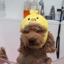 삐삐 펫살롱 이미지