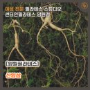 신진종묘농약 네이버블로그