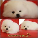 투투 동물병원 이미지