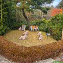 금강산건강랜드 | 에버랜드 주토피아 사파리월드 방문