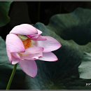 강주연못 이미지