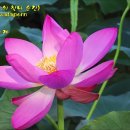 Bonnie Tyler - Holding Out For A Hero 이미지