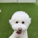 즐거운 애견미용 이미지