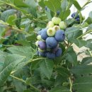 청곡농장 이미지