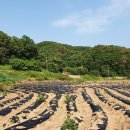 미현리농장 이미지