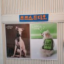 반려동물스튜디오 하동 꼬똥 므므스튜디오 촬영 후기