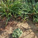 길안천 돌담집 이미지