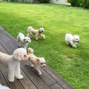 멍아일랜드 이미지