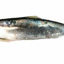 소갈딱지 이미지