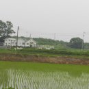 치와와 둥지 이미지