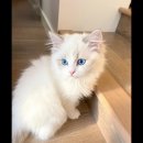 ragdoll 고양이, 마시 멜로 / 박오은 이미지