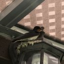 둥지농장2 이미지