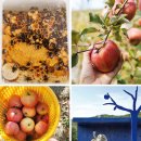 사과를 키우다, 사과를 그리다 - 농업과 예술이 만난 '청송사과축제' 이미지