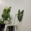 만세폰 | 레츄자 짭츄자 만들기/ 레츄자폰 만들어서 쓴 후기/ 짭츄자 중독