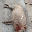 한태농장 이미지