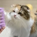 즐거운그루밍 이미지