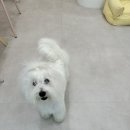 포댕 이미지
