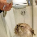 고양이세수 이미지