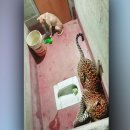 개 좋은 세상 이미지