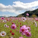 코스모스 이미지